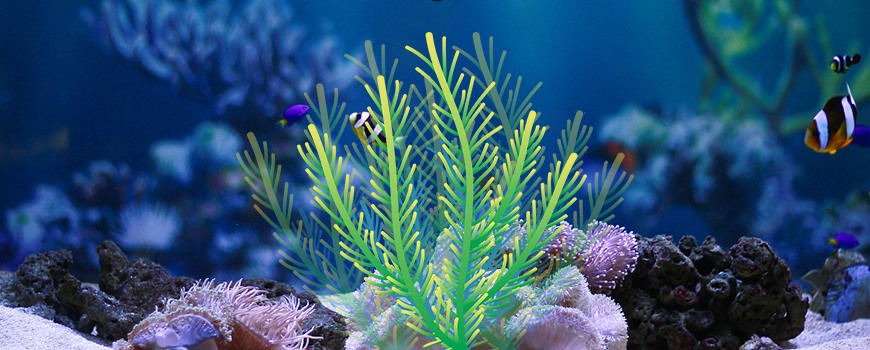 Top 10 Aquarium Plant Wholesale Companies to Buy From