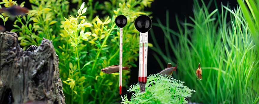 9 Best Fish Tank Thermometers Factory Wholesale