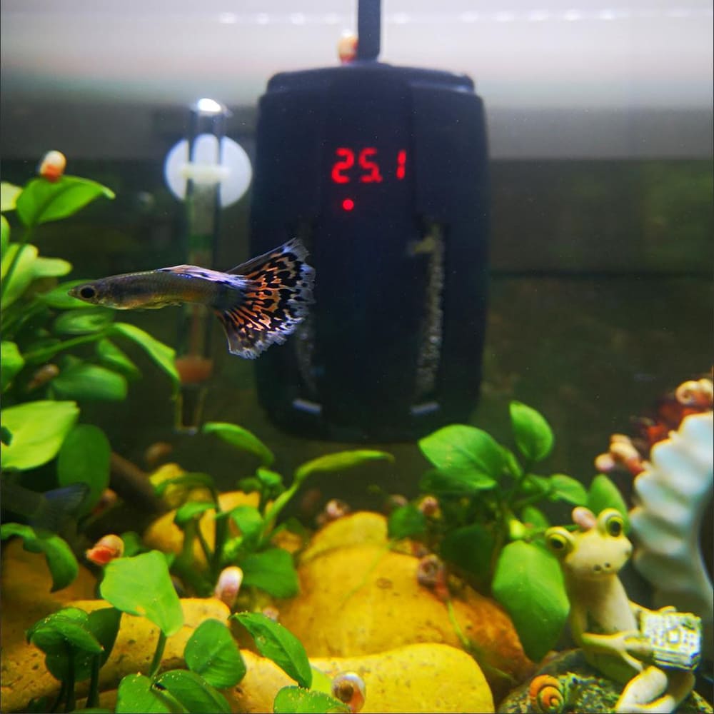 small aquarium heater