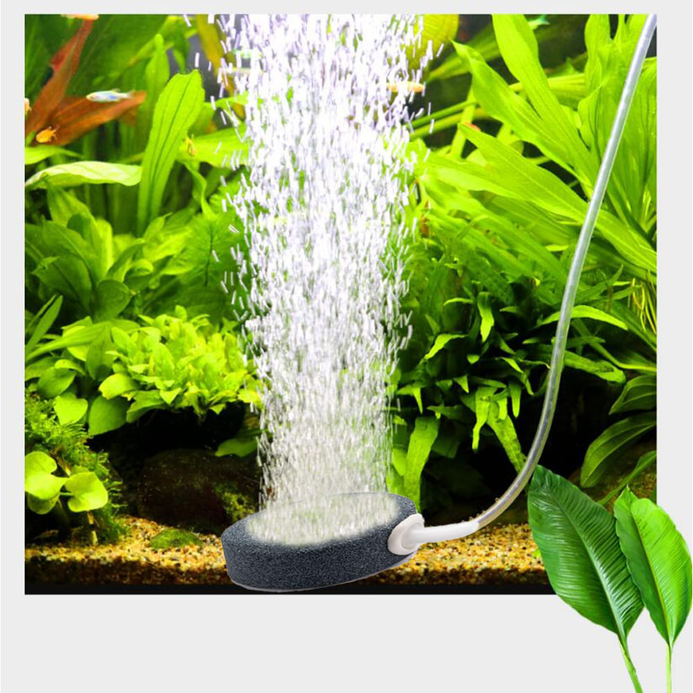 air stone in aquarium
