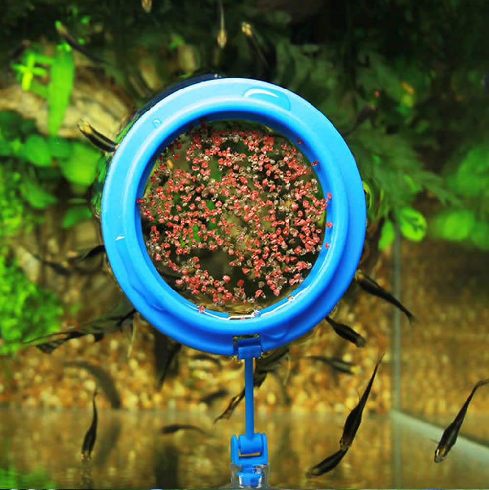 Aquarium feeding ring