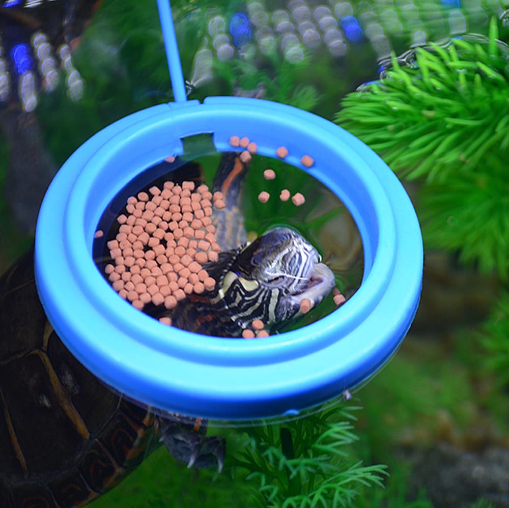 Aquarium feeding ring